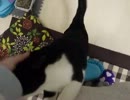【JAM猫】酔わないように注意(´Д｀;)