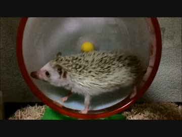 回し車で遊ぶハリネズミにまさかの悲劇が…