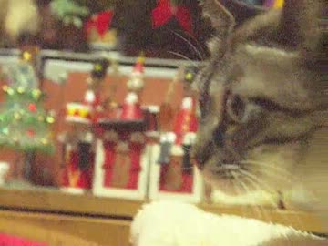 ジャンくんのメリークリスマス！