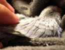 ハッカASMR クリスマスケーキ朗読 両耳に「なまくりーむ」ear to ear 「左右からのささやき」