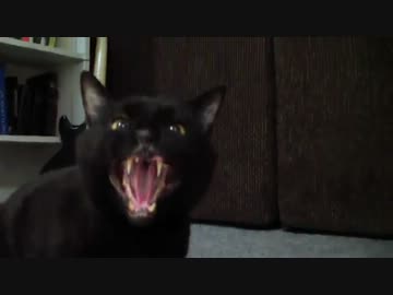 怖い声でビブラートをいれて歌うねこ