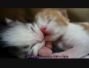 【リア獣】 生後6日目　名前募集中〆　【猫万歳】