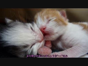 【リア獣】 生後6日目　名前募集中〆　【猫万歳】