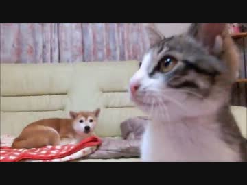 ミルキーが起きるのを待ついちご