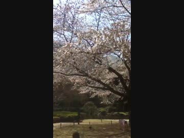 品川で桜を見ました