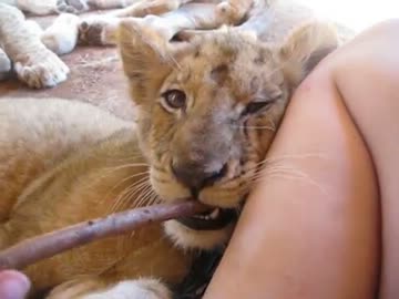 子ライオンがずっとふとももの上でカミカミしてる動画
