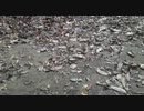 ニコ生　kr　自転車で追突事故