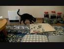 くるねこ大和　愚連隊勢揃い　20131226
