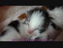 【リア獣】 生後７日目　無事一週間　【猫万歳】