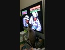 テレビに夢中な猫　こゆ