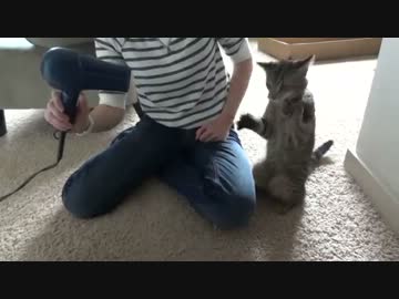 必死にドライヤーと戦うねこ