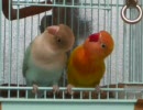 ぬこもいいけどインコもどう？