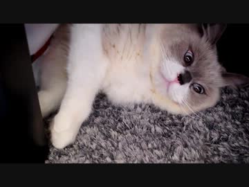 こたつをのぞくと猫が悩みをきいてくれそうな気がした