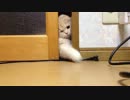 いくら頑張っても窓を開けれない・・・かわいさMAXなネコさん