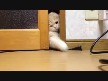 いくら頑張っても窓を開けれない・・・かわいさMAXなネコさん