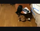 猫達