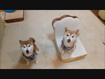 ひかいちの激しいお願いポーズと芸