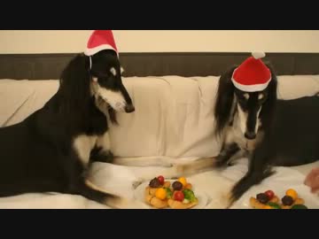 犬のクリスマスケーキ