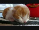 【リア獣】 子猫のモカ/福袋　【猫万歳】