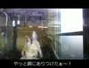 亀と何気ない日常・3