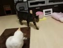 【JAM猫】暇そうな猫様