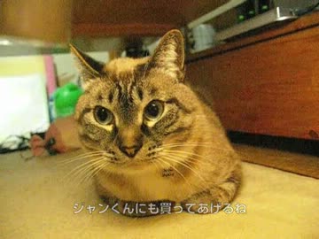 緊急報告！　ジャンくんに首輪を着けました