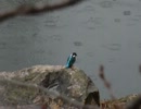 雨カワセミ・寄せ