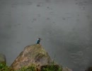 雨カワセミ・引き