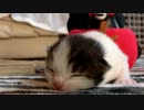 【リア獣】 鳴いた子猫が眠るまで　【猫万歳】