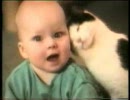 funny cat  Video