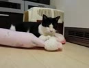 【JAM猫】寝る前の儀式w