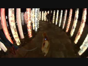 柴犬と京都のライトアップ観光 嵐山散歩6