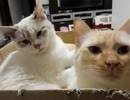 【JAM猫】仲良し２猫組！