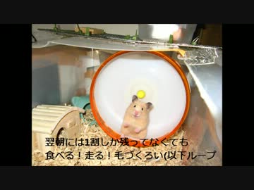 キンクマ-すず(♀)の爆走動画-