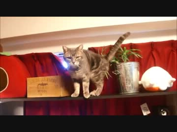 ツンギレのうちの猫の猫語が可愛すぎるけど意味不明