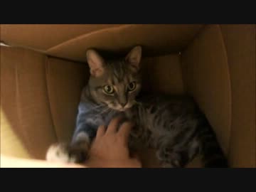 ツンギレのうちの猫の握手会ごっこがかわいすぎる