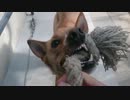 愛犬ナナと暮らしましょう（1年と264日目）～犬納め～