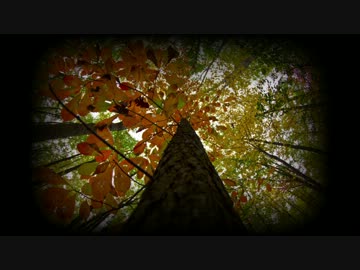 teha - 木陰に染む