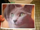 飼い猫の写真をトイレに流してみた