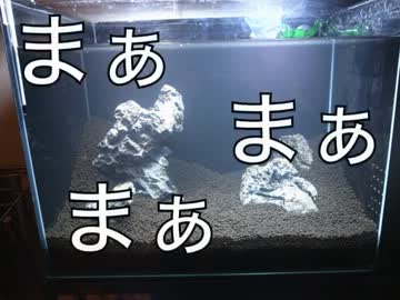 俺流アクアリウムの作り方　パート2