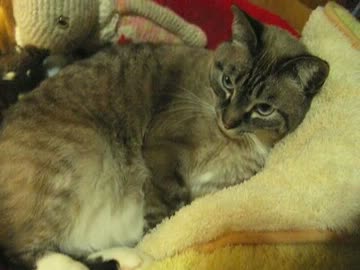 2014年あけおめ！ジャンくんのもうちょっとでヘソ天