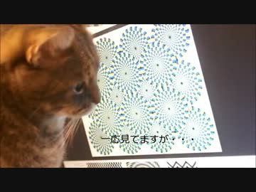 ツンギレのうちの猫に錯視画像を見せてみた結果