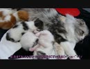 【リア獣】 あけおめにゃんこ　【猫万歳】