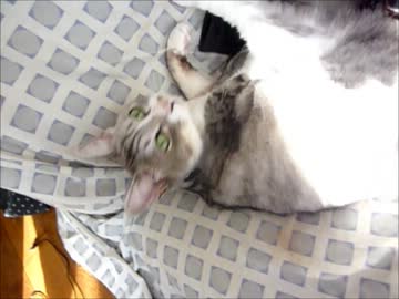 ルナ　８歳♀である