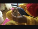 セキセイインコ ルルの爪楊枝遊び2