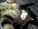 猫動画（３匹）　雪の降った次の日のこと