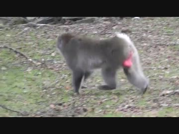 奥日光で赤い鳥を探す【やどけん！】