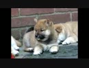 ころころ柴犬の子どもたち