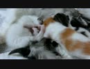 【リア獣】 生後14日の子猫達　【猫万歳】