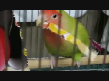おしゃれインコ 「もも」 の職人芸。